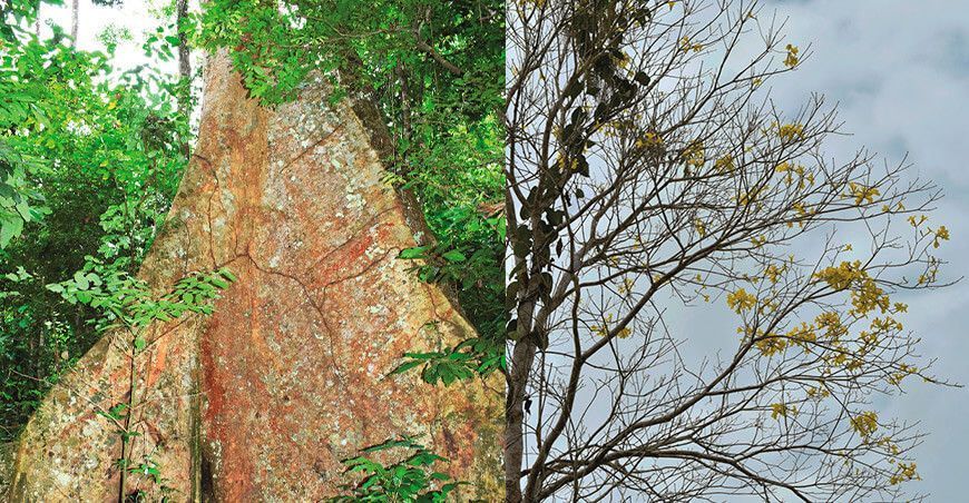 Serfor implementa plan de acción para la inclusión del shihuahuaco y del tahuarí en el apéndice II de la Cites