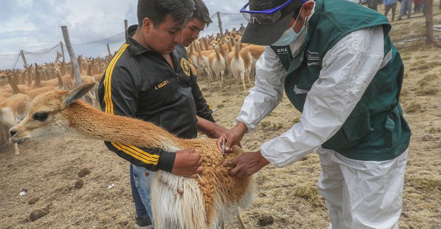 Senasa inicia plan de control de la sarna en vicuñas