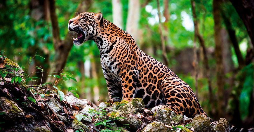 Plan Nacional de Conservación del Jaguar en el Perú