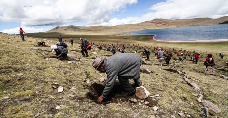 Plantan más de mil árboles nativos en un minuto en Cusco