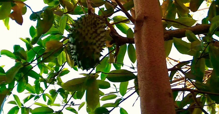 planta de guanábana