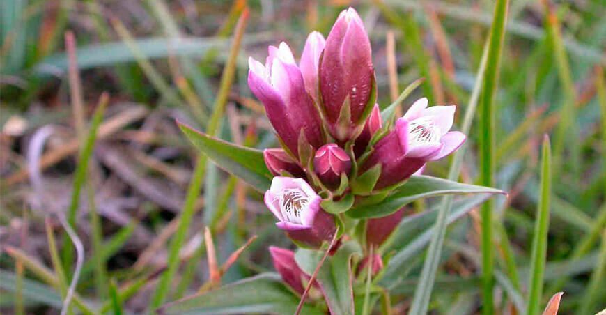 Hercampuri planta medicinal