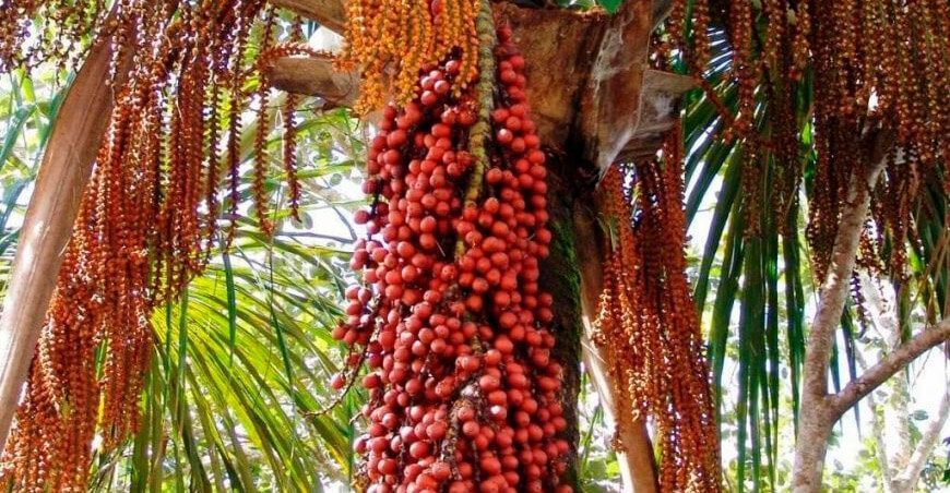 palmeras aguaje