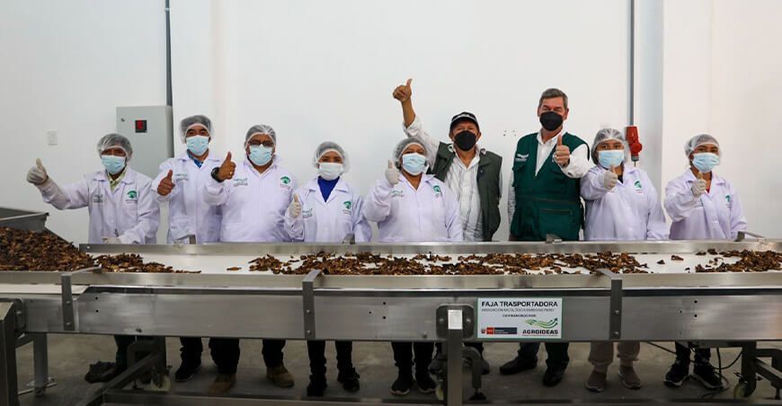 planta procesadora de hongos comestibles en Lambayeque