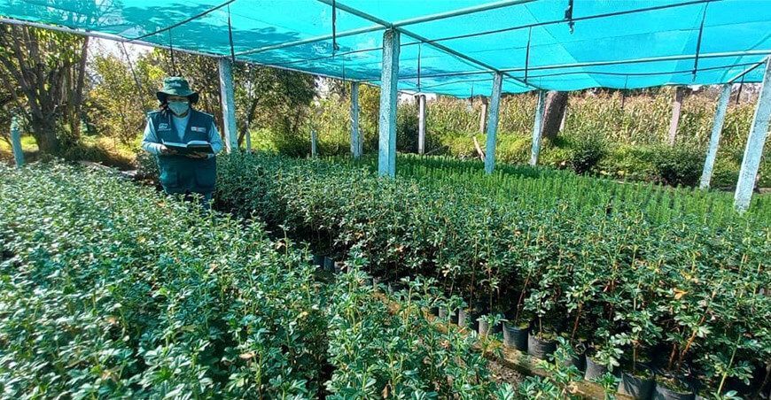 plantaciones de forestales Junín Perú