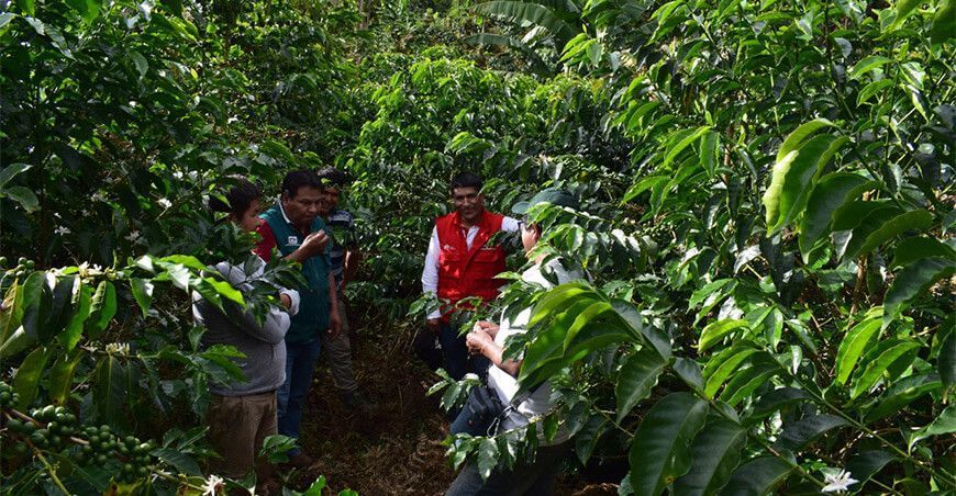 plantaciones de café Vraem Perú