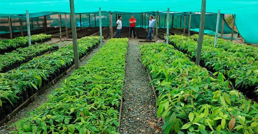 instalación de plantones forestales Cajamarca