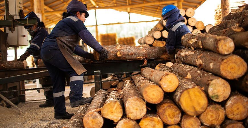Serfor intercambia experiencias para promover plantaciones forestales maderables a nivel nacional