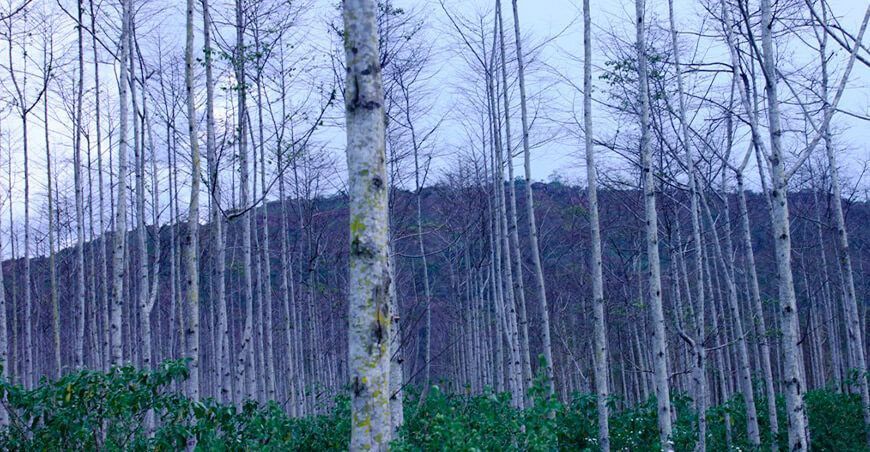 plantaciones forestales Perú