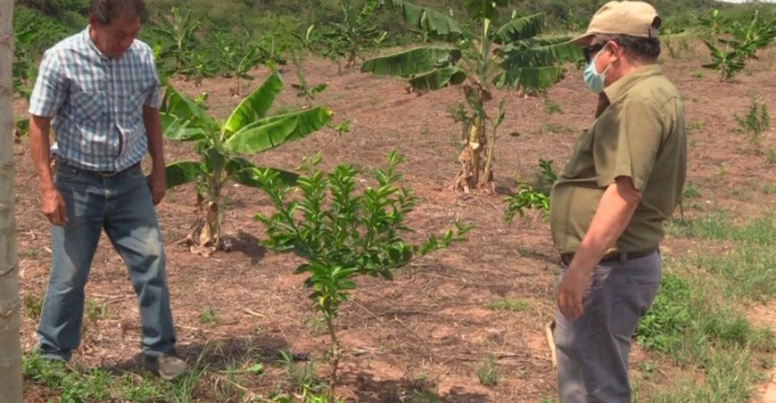 agricultores de El Huallaga apuestan por el limón Tahití