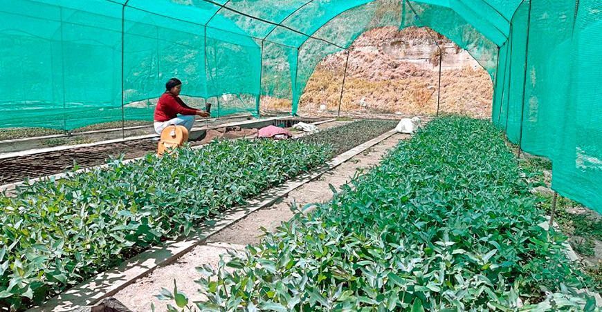 Reforestarán distritos de Huancavelica con más de 7 mil plantones