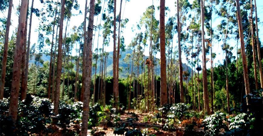 Organizan curso internacional sobre plantaciones forestales