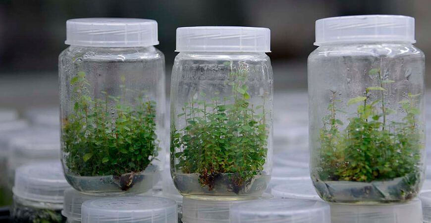 plantas in vitro de arándano