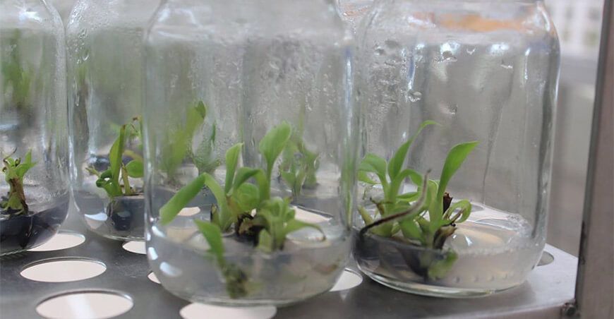 plantas in vitro de plátano