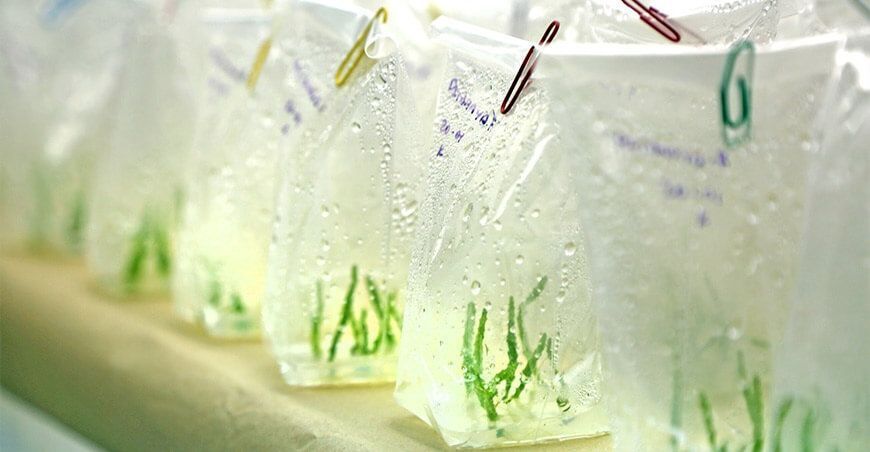 plantines de pitahaya cultivo in vitro