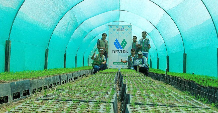 plantones pino reforestación áreas degradadas Vraem