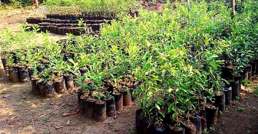 Buscan incrementar áreas de cultivo de cítricos en Madre de Dios