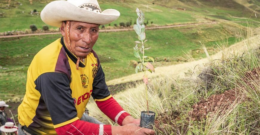 plantones de eucalipto Puno