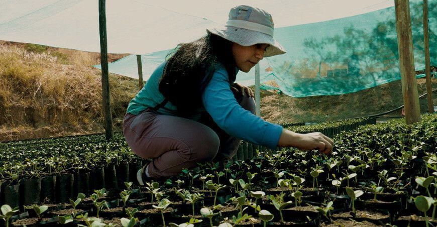 entrega de plantones forestales Ayacucho