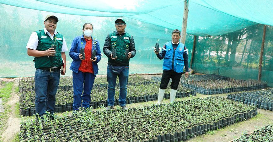 producción de plantones forestales y frutales Huancavelica Perú