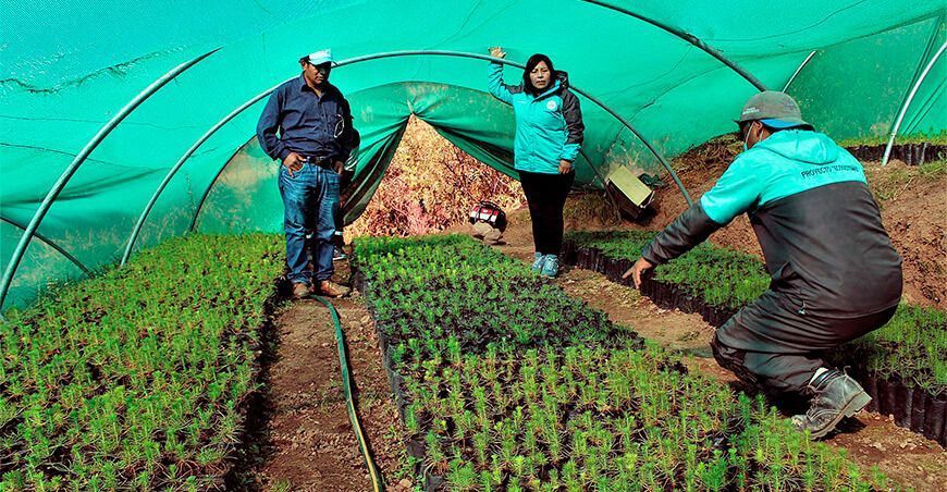 Producen 300 mil plantones forestales en Huancavelica