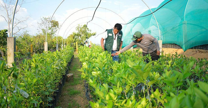 plantones frutícolas Vraem Perú
