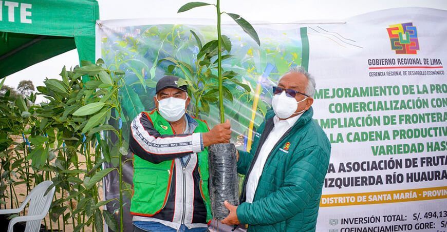 6 mil plantones de palto de la variedad Hass