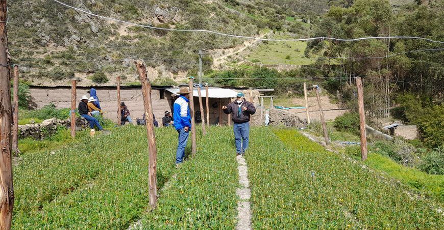 siembran 100 mil plantones de quenual en la comunidad campesina de Aquia