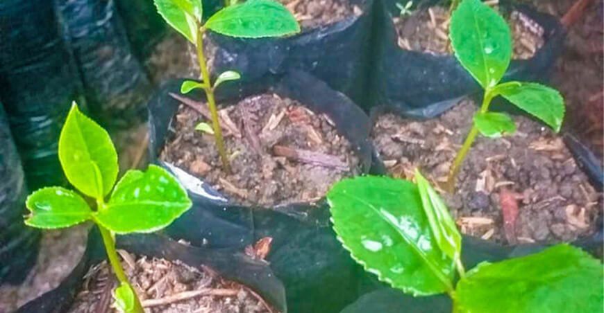 plantones de té verde