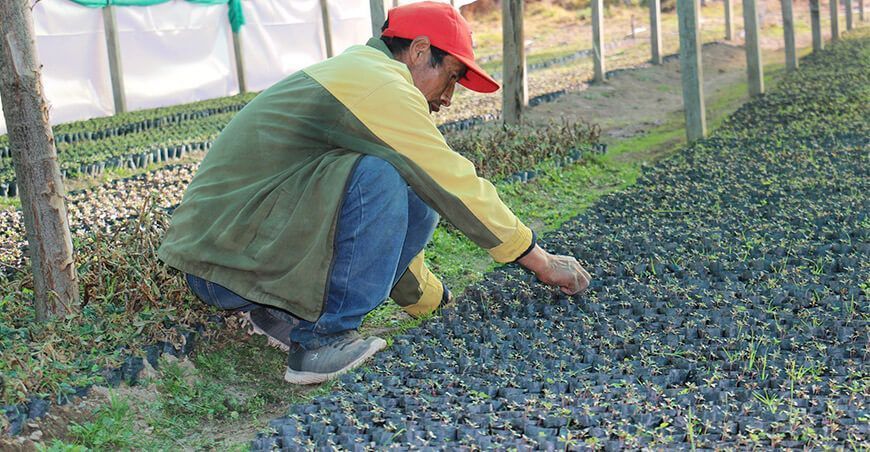 plántulas de eucalipto Ayacucho