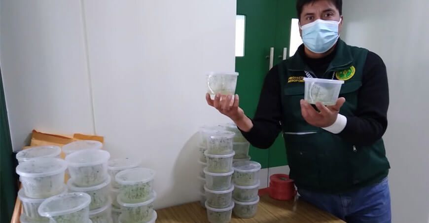 Huancavelica: Producen 3,600 semillas de papa en invernaderos aeropónicos