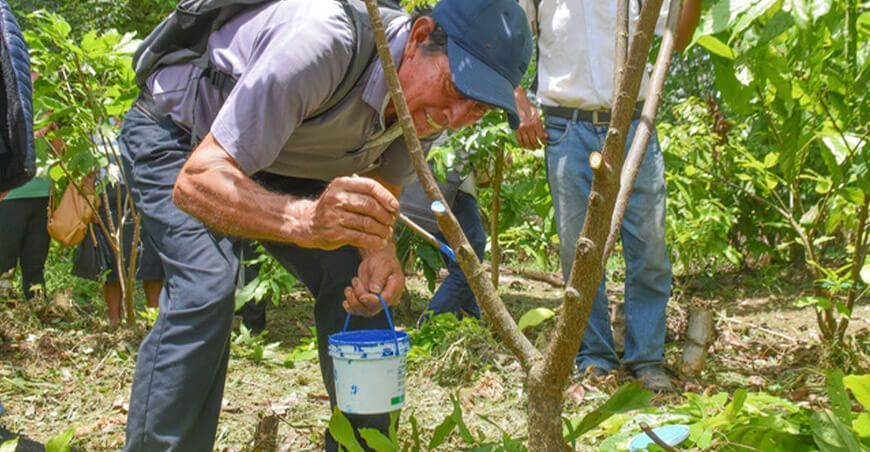 Capacitación en poda de cacao productores de Ayacucho