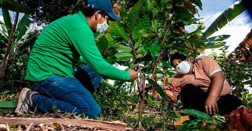 poda en cultivo de cacao Vraem