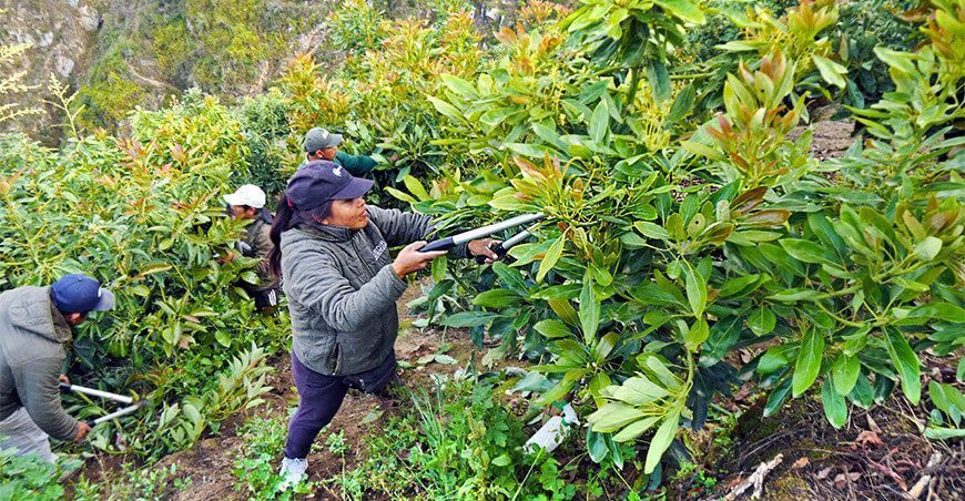 Poda al cultivo de palto Ancash