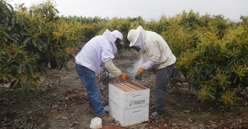 polinización en cultivo de palto Áncash Perú
