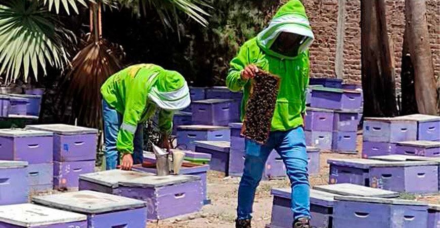 Productores aprenden técnicas de polinización para incrementar producción de palta