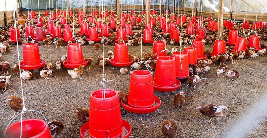 pollos en pie crianza de aves domésticas Perú