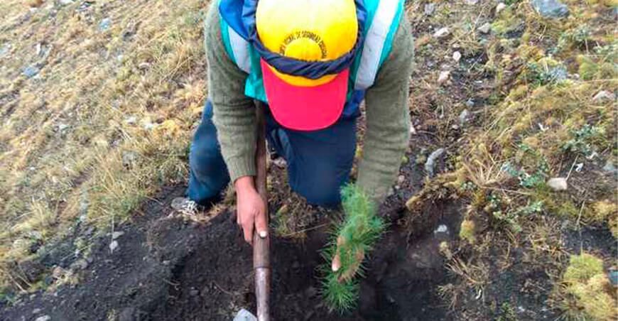 instalación de plantones forestales nativas