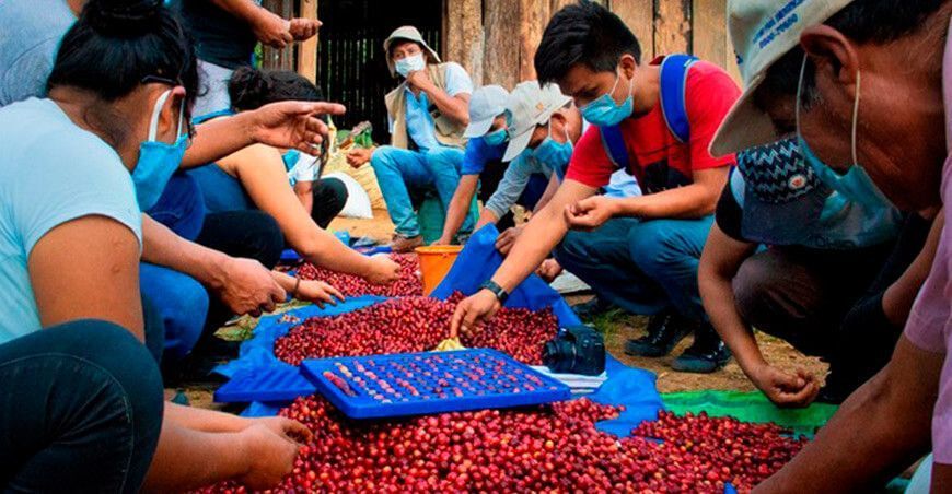 Productores se capacitan en postcosecha y cata de café