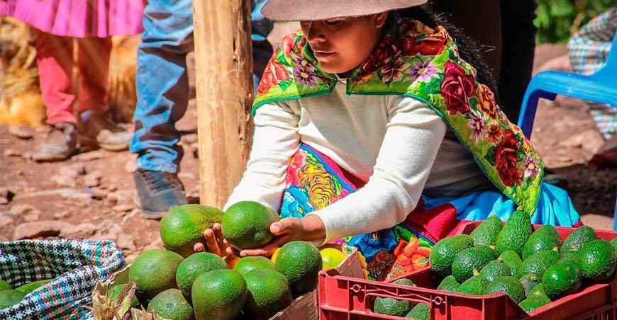 postcosecha palta Ayacucho Perú