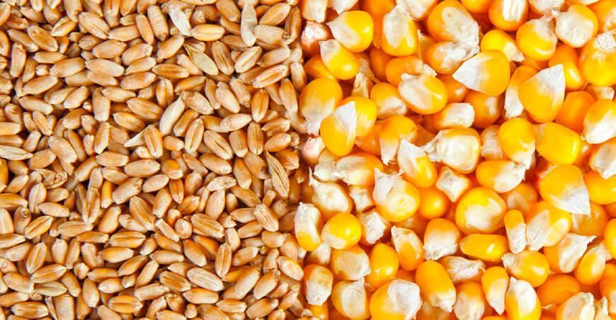 precios mundiales de los alimentos trigo y maíz FAO