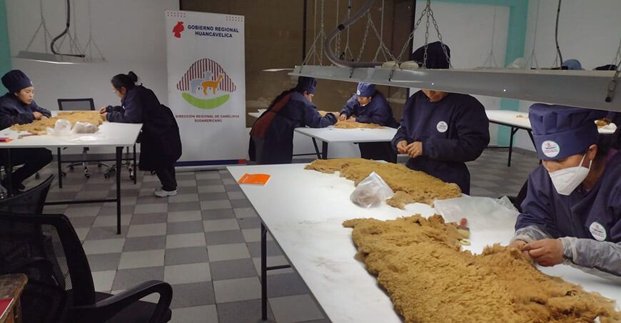 Impulsan la cadena de valor de la fibra de vicuña con predescerdado en Huancavelica