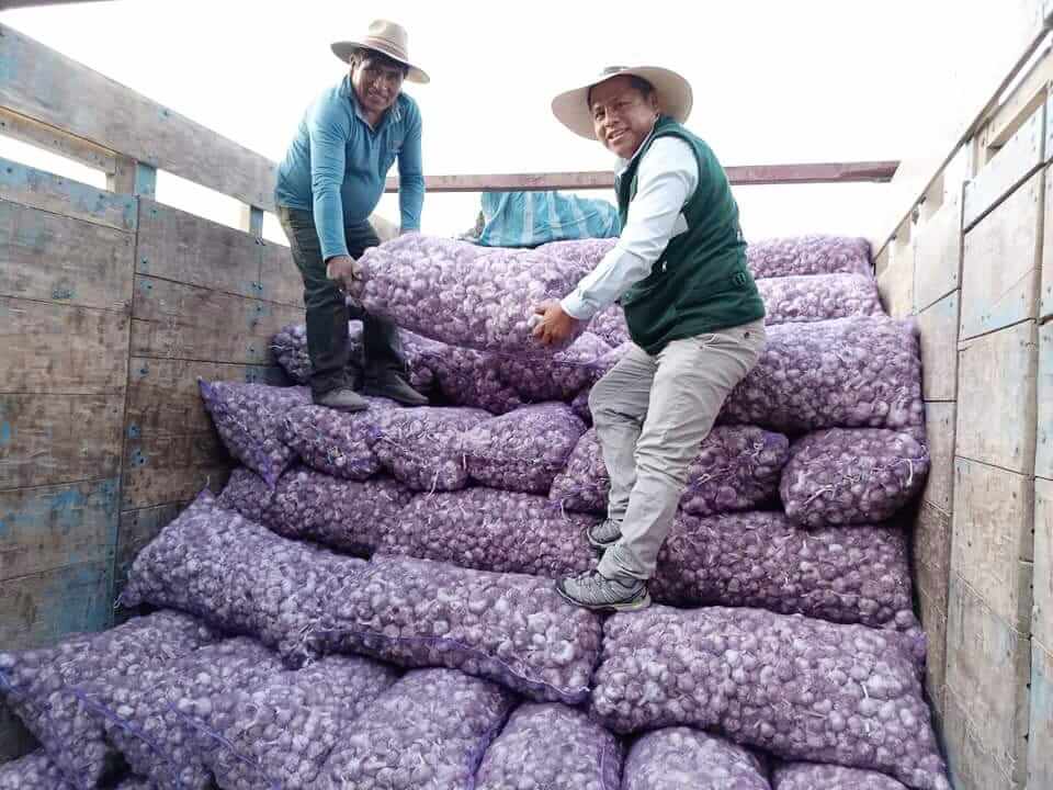 producción de ajos productores de Acora Puno