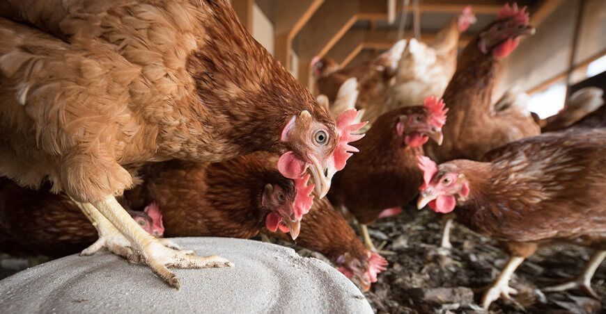 probióticos para crianza y producción de pollos UNALM