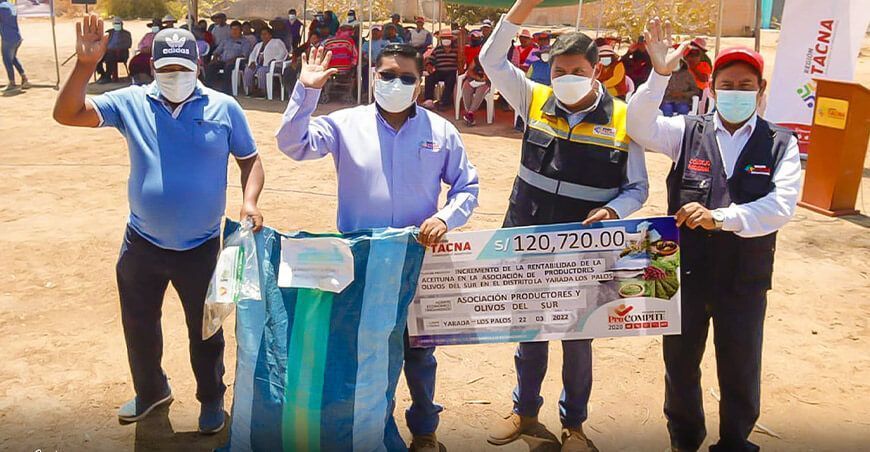 productores de olivo ganadores de Procompite Tacna