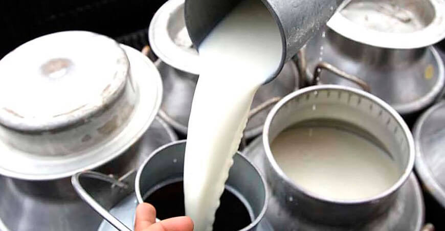 acopio de producción de leche Arequipa Perú