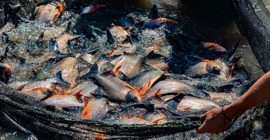 acuicultura peces amazónicos Perú