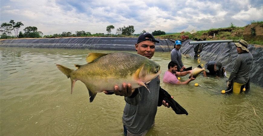 producción de peces amazónicos Perú