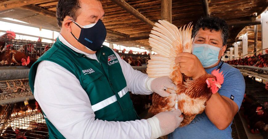 Resguardan producción avícola