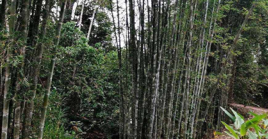 producción de bambú Perú